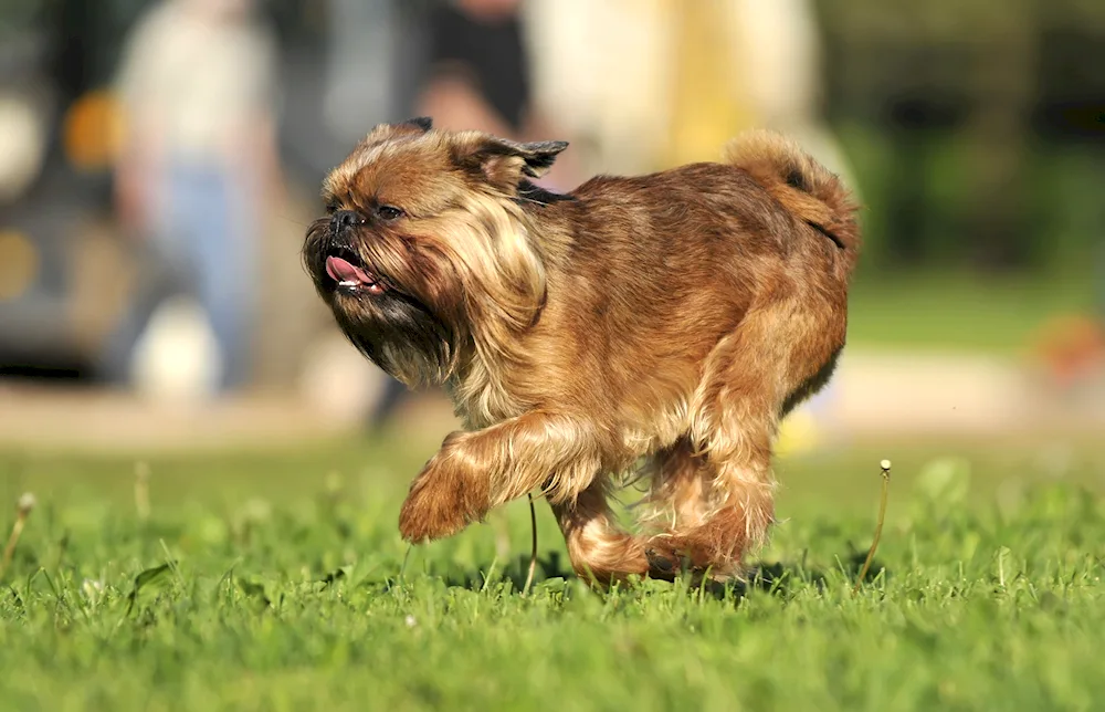 Tibetan Griffon