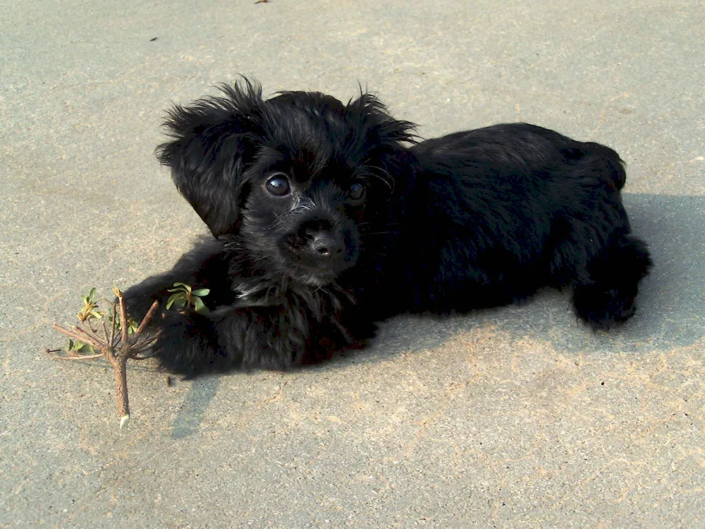 Tibetan dwarf spaniel pinscher