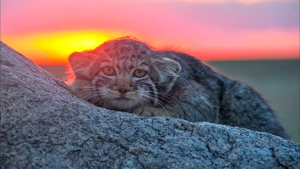 Tibetan Manul