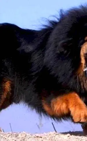 Tibetan Mastiff