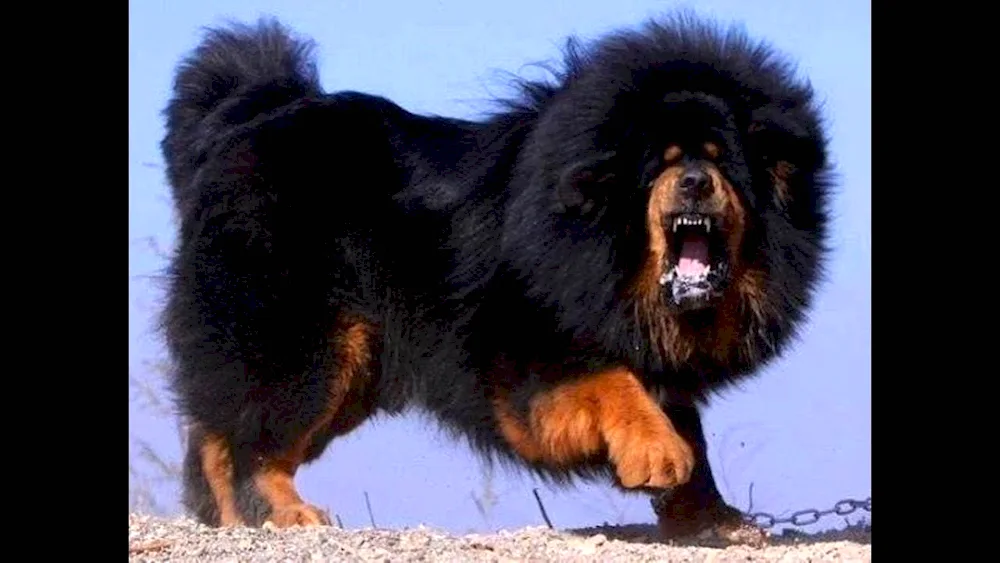 Tibetan Mastiff