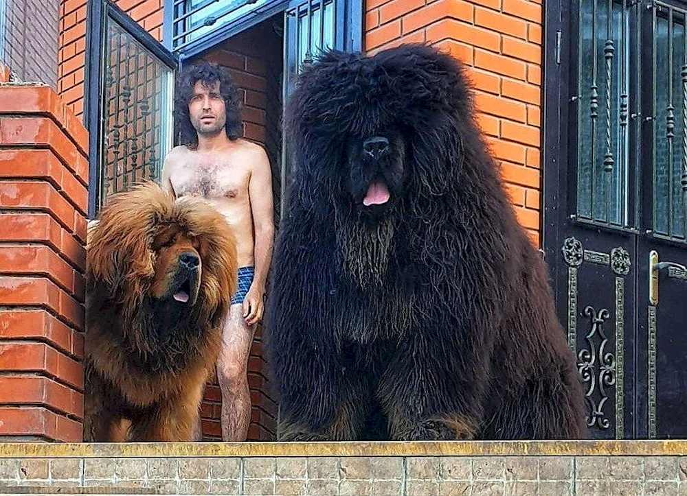 Tibetan Mastiff