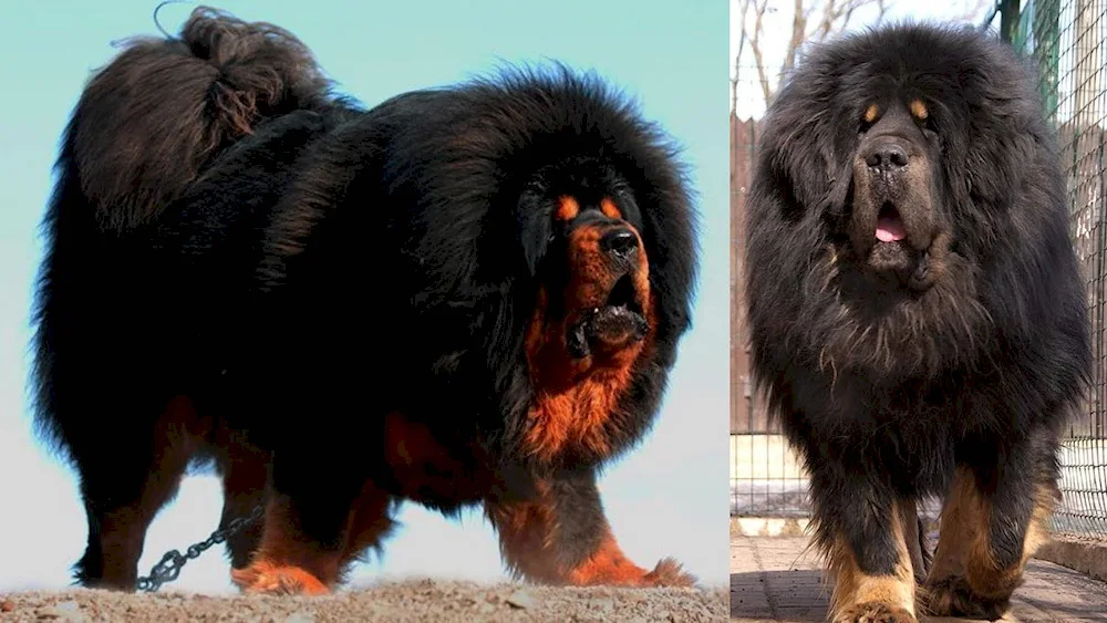 Tibetan Mastiff