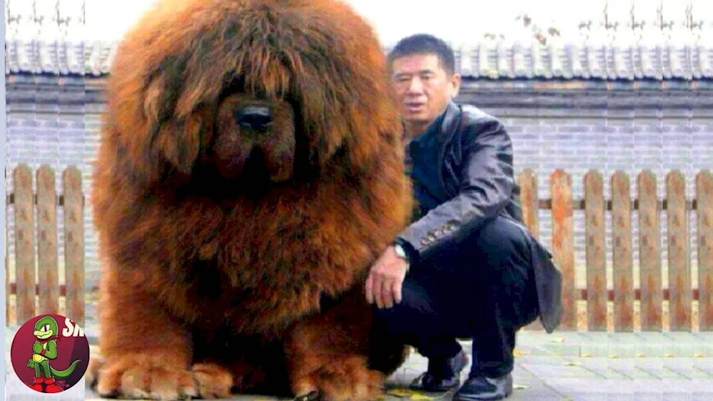 Tibetan Mastiff