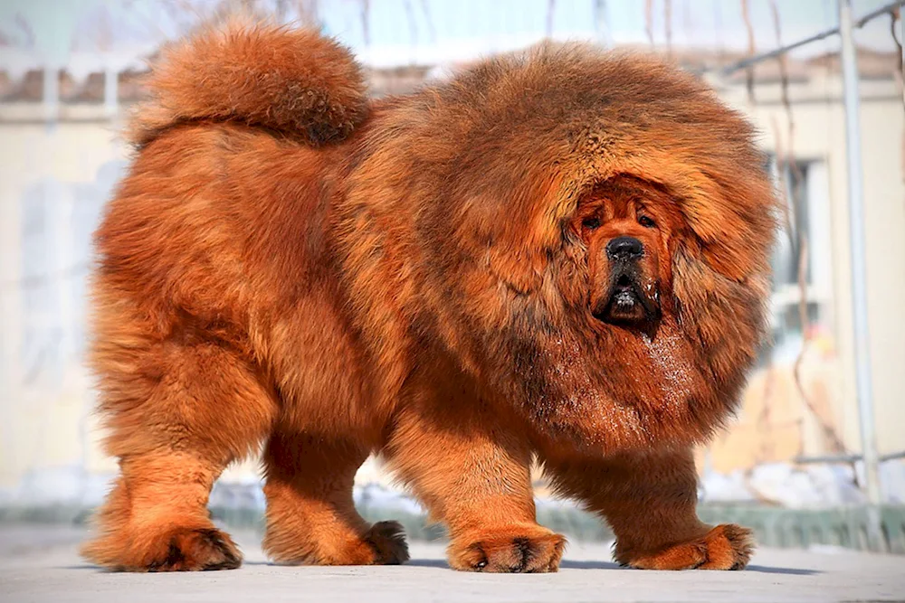 Tibetan Mastiff