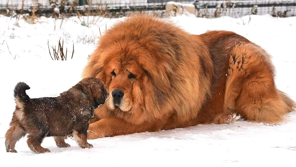 Tibetan Mastiff and Wolfhound