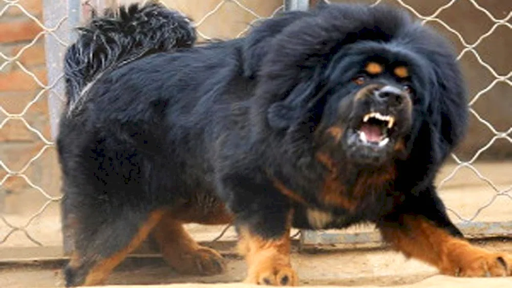 Tibetan Mastiff