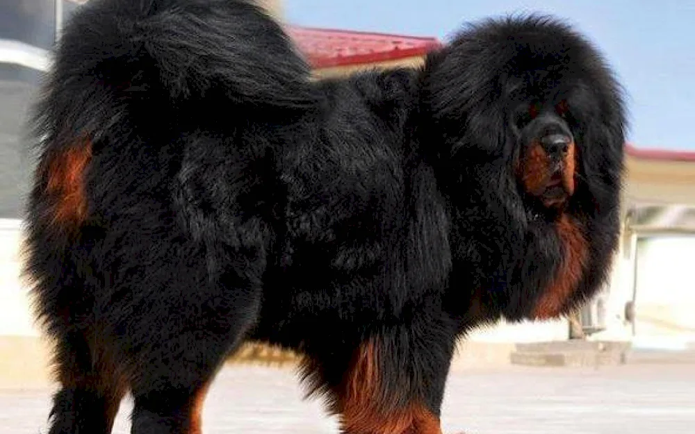 Tibetan Mastiff