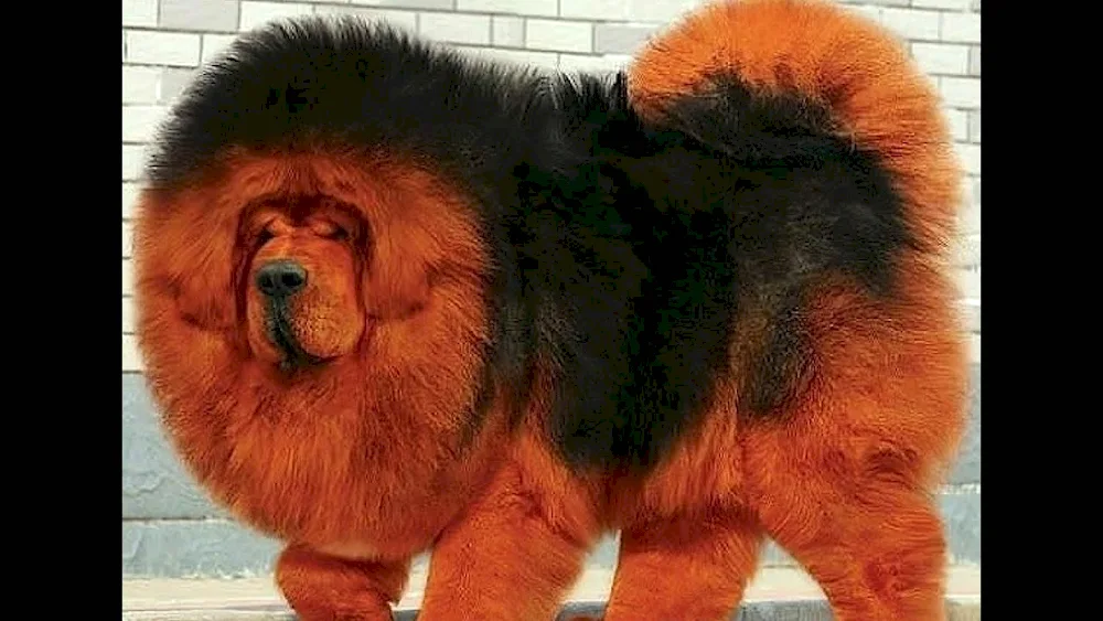 Tibetan Mastiff