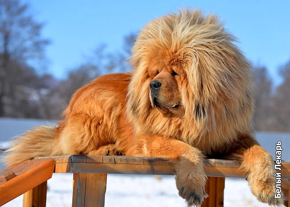 Tibetan Mastiff Hong Dong