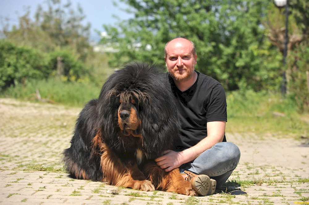 Tibetan Mastiff