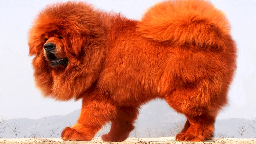 Tibetan Mastiff