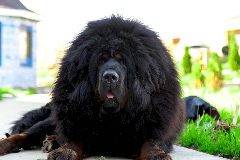 Tibetan Mastiff