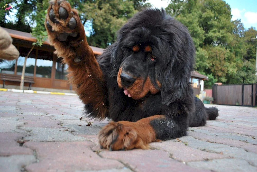 Tibetan Mastiff Mastiff