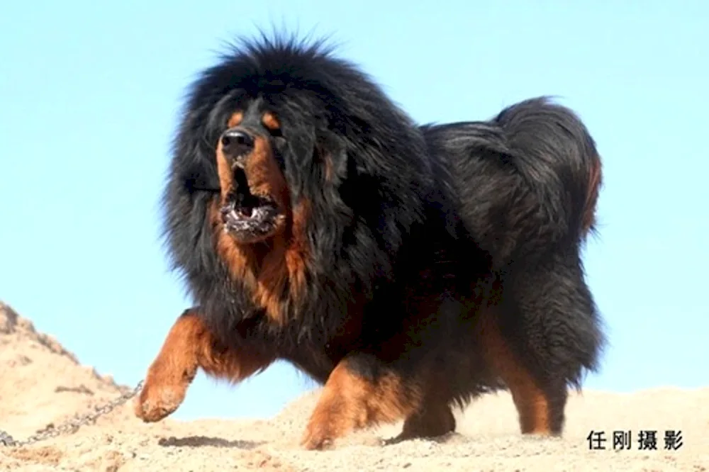 Tibetan Mastiff