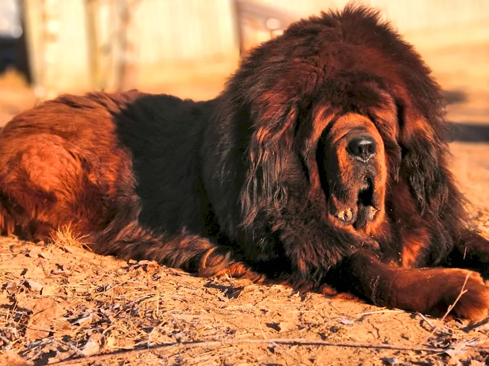 Tibetan Mastiff