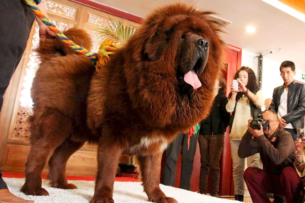 Tibetan Mastiff