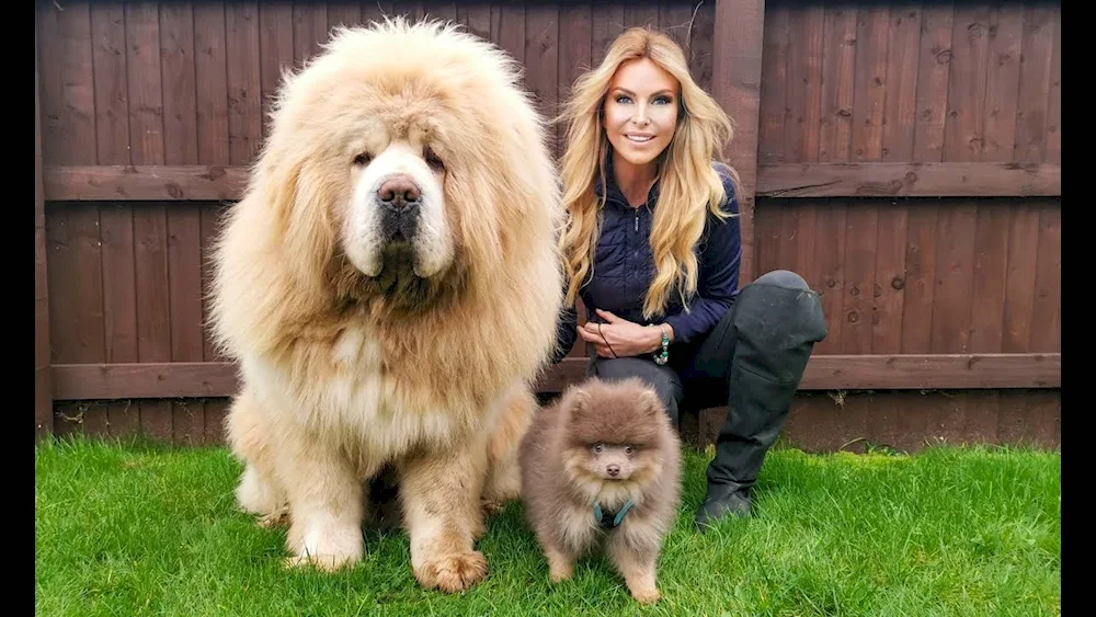 Tibetan Mastiff