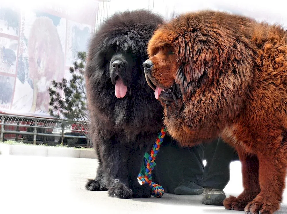 Tibetan Mastiff Hong Dong.