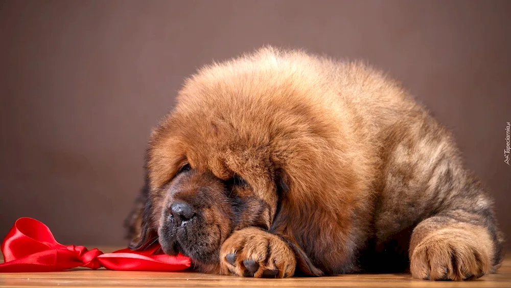 Tibetan Mastiff