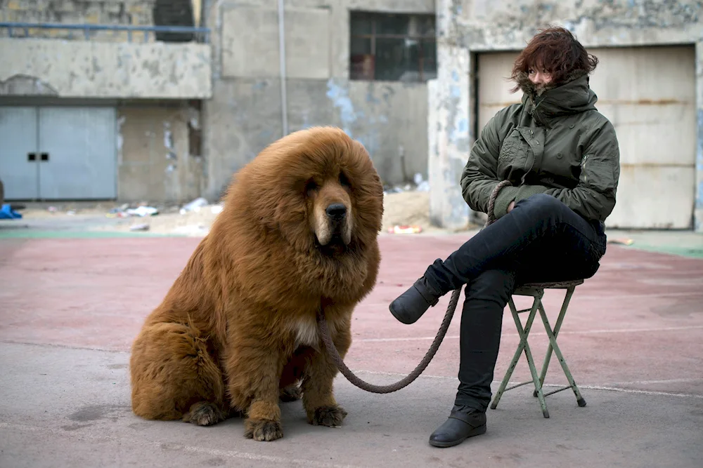 Tibetan Mastiff Mastiff