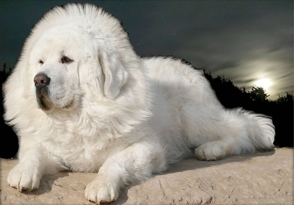 Pyrenean Mountain Shepherd