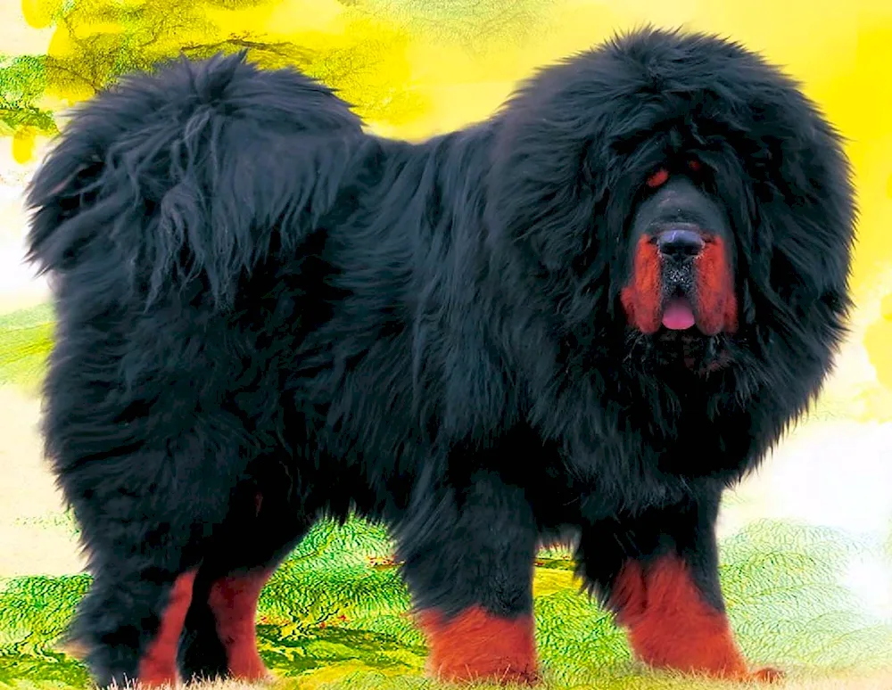 Tibetan Shepherd. Mastiff