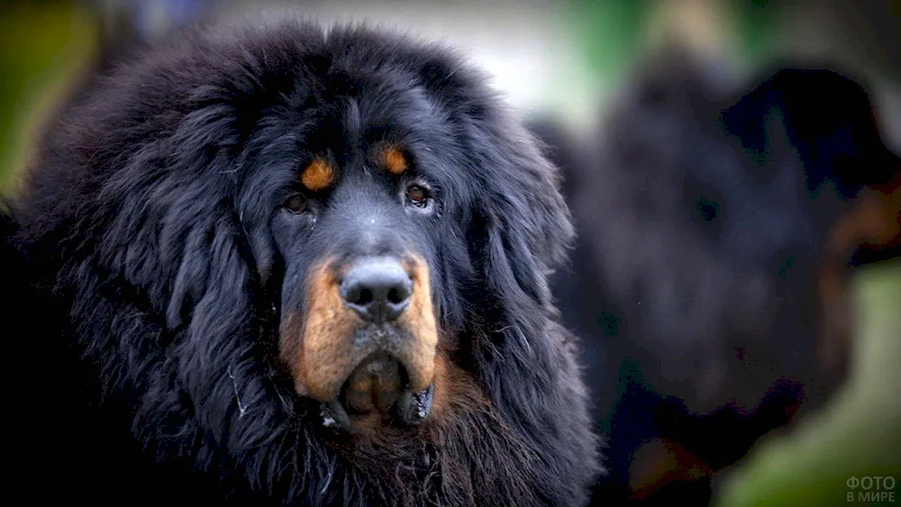 Tibetan Mastiff