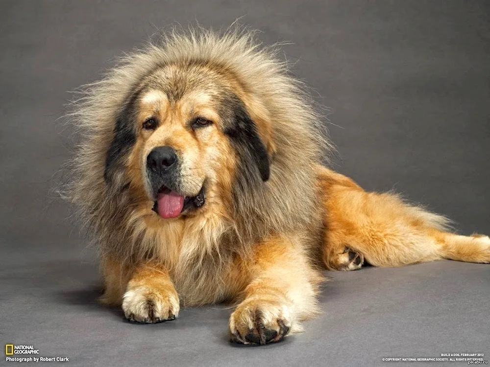 Bobtail dog