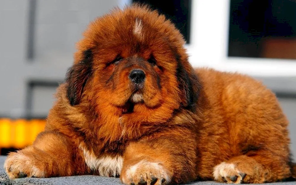 Tibetan mastiff