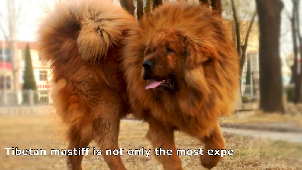 Tibetan Mastiff