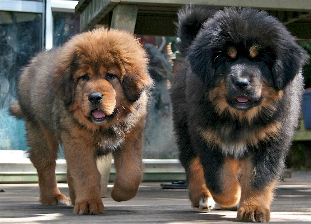 Tibetan Mastiff