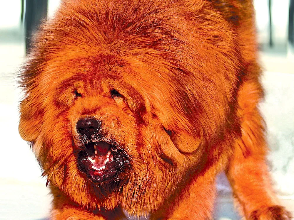 Tibetan Mastiff