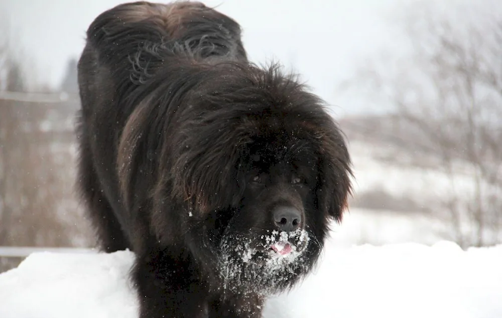 Tibetan mastiff black