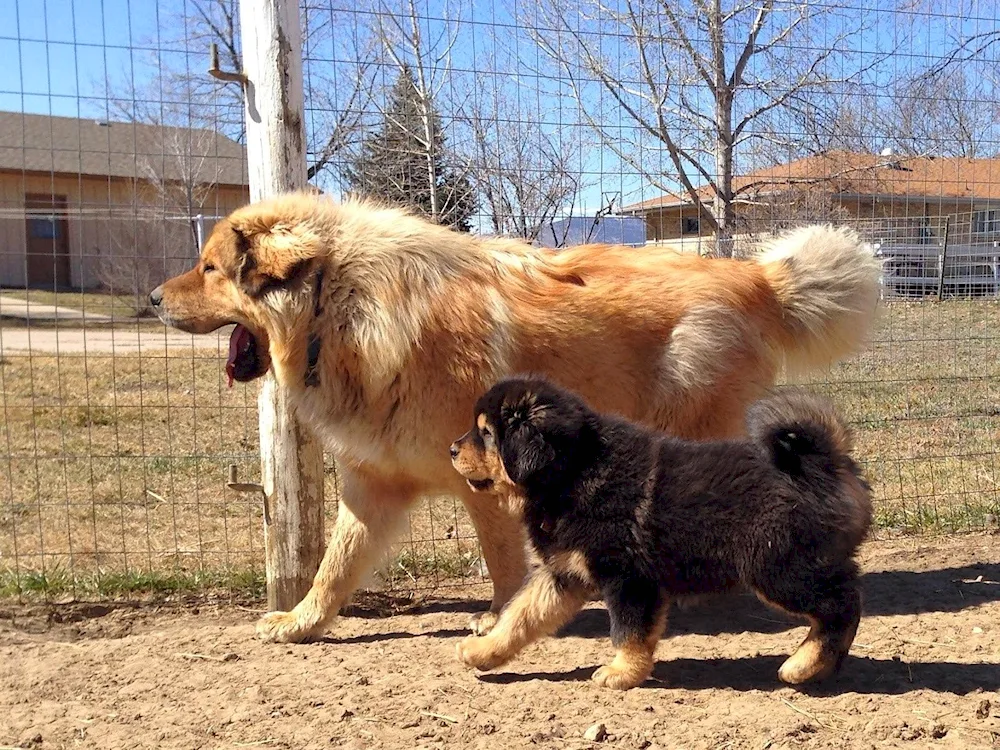 Tibetan mastiff and alabai