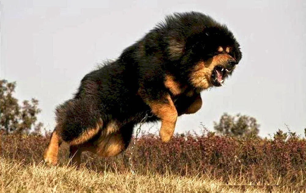 Tibetan Mastiff