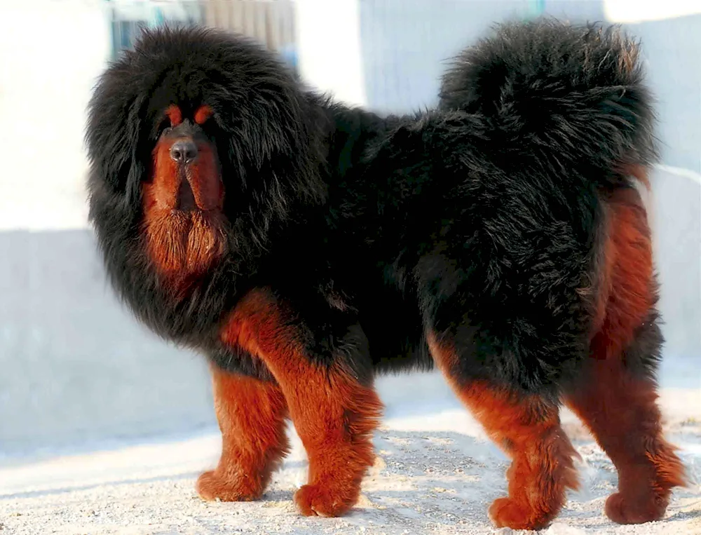 Tibetan Mastiff