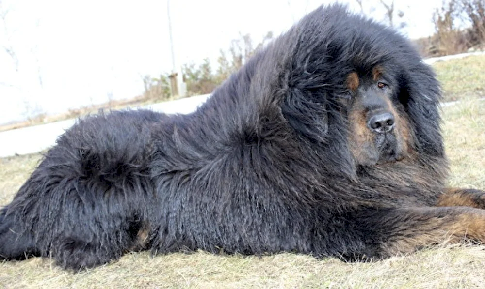 Tibetan Mastiff Hong Dong