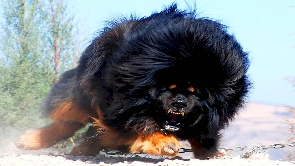 Tibetan mastiff Hong. Dong