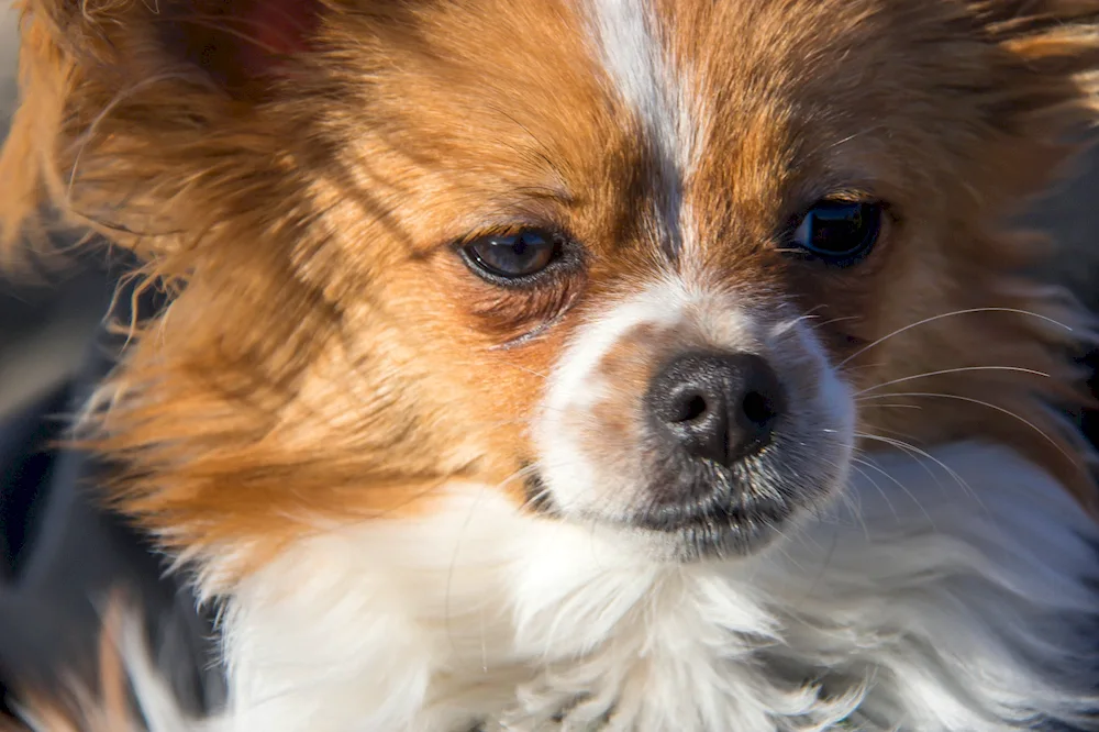 Yorkshire terrier