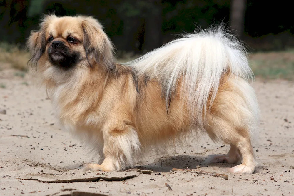 Pekingese bite