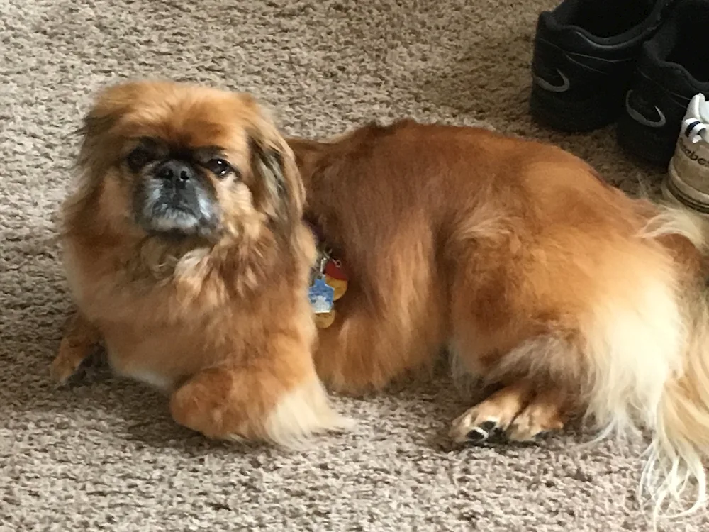 Tibetan Spaniel.