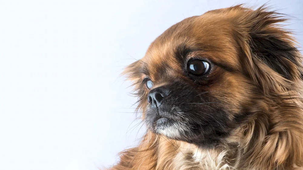 Tibetan spaniel