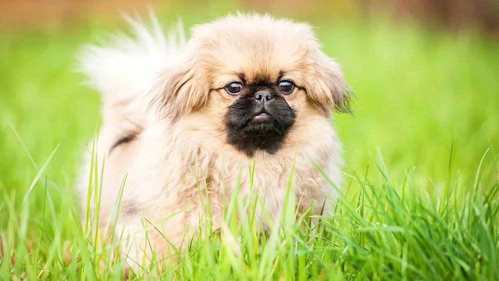 Pekingese