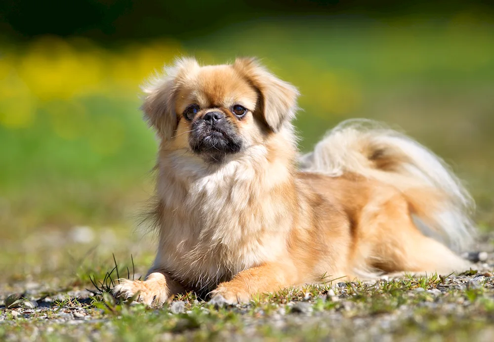 Pekingese