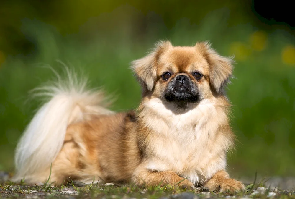 King Pekingese black