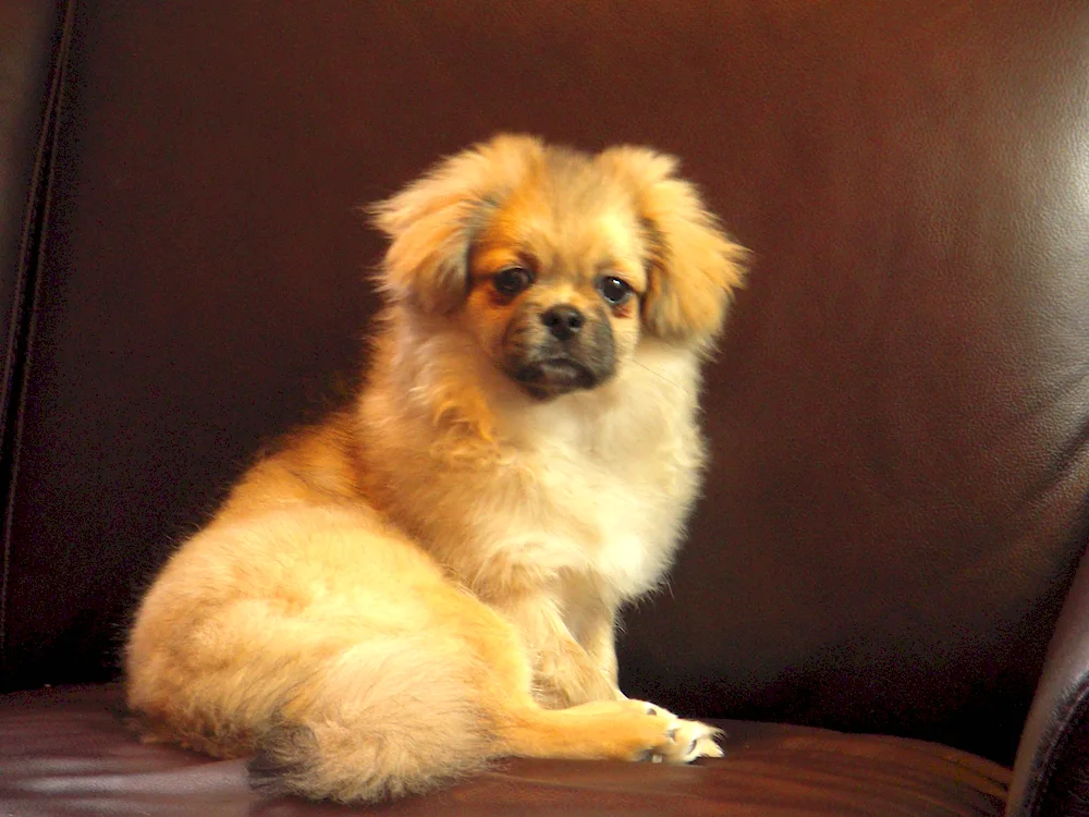 Tibetan Spaniel and Pekingese