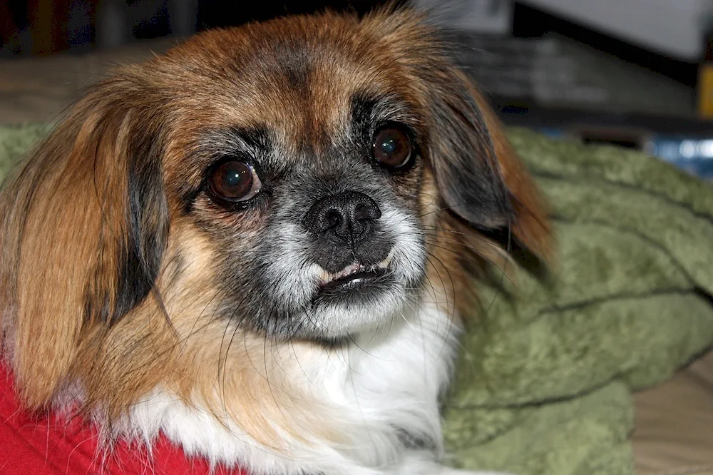 Tibetan Spaniel and Pekingese