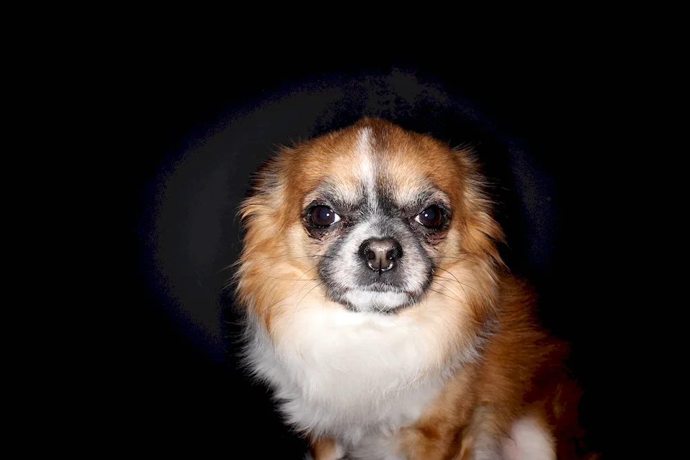 Tibetan Spaniel and Pekingese