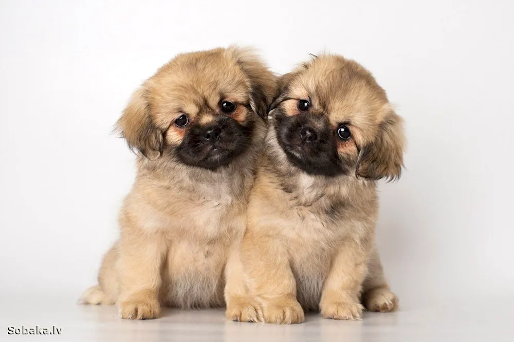 Pekingese